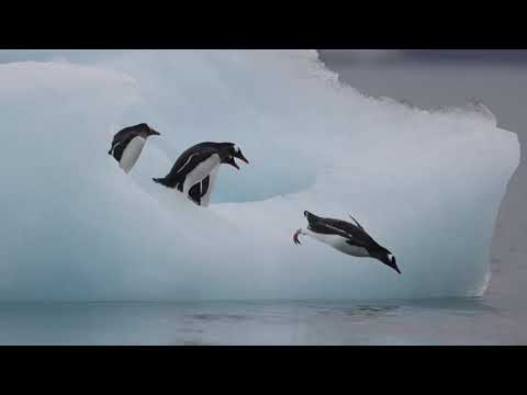 Embedded thumbnail for Hoy -y siempre- toca... ¡Antártida! Viaje al Continente Blanco