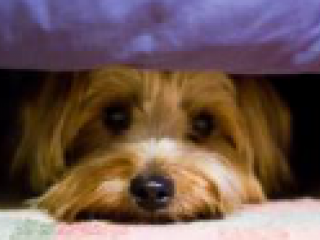 Kia Mascotas 01 031022