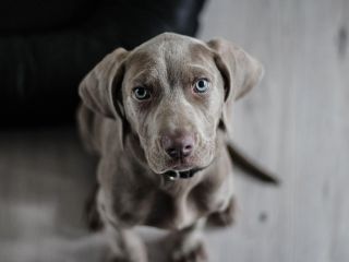 Perro