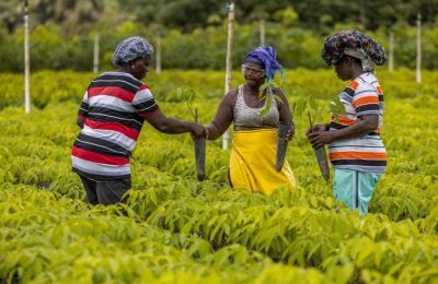 Firestone Liberia Obtiene Certificación Histórica: Primera Producción de Caucho Natural del Mundo con Certificación ISCC PLUS 01 290524