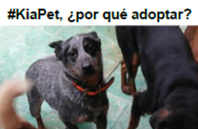 #KiaPet 01 180522