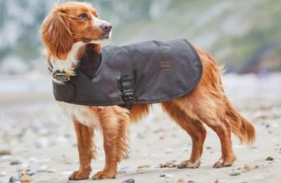 EXCLUSIVOS BRANDED GOODS LAND ROVER PARA CELEBRAR EL DÍA MUNDIAL DEL PERRO