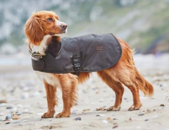 EXCLUSIVOS BRANDED GOODS LAND ROVER PARA CELEBRAR EL DÍA MUNDIAL DEL PERRO